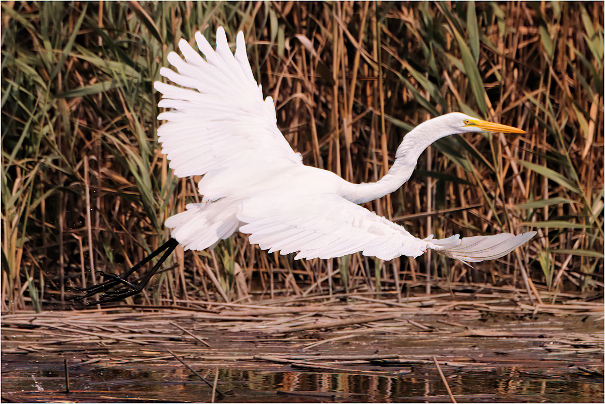 Gheno Rich Haded for Greener Pastures Nature   Ornithological   Class A 20260225